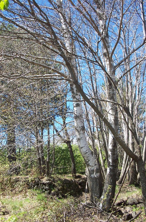 Betula pendula Roth / Betulla verrucosa